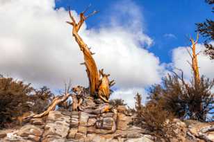 Bristlecone Pine-9088